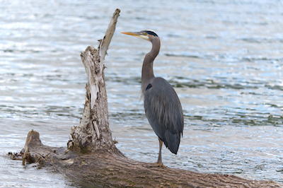 heron log